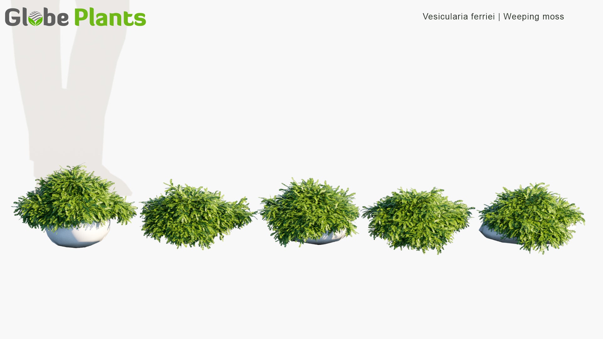Vesicularia Ferriei - Weeping Moss