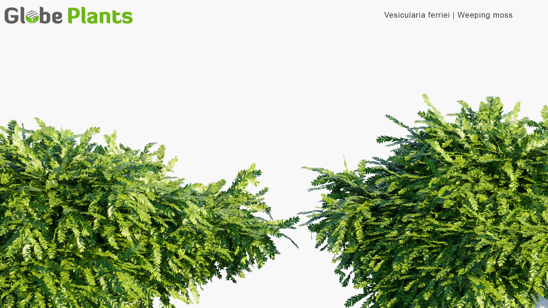 Vesicularia Ferriei - Weeping Moss