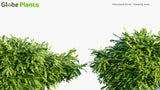 Load image into Gallery viewer, Vesicularia Ferriei - Weeping Moss