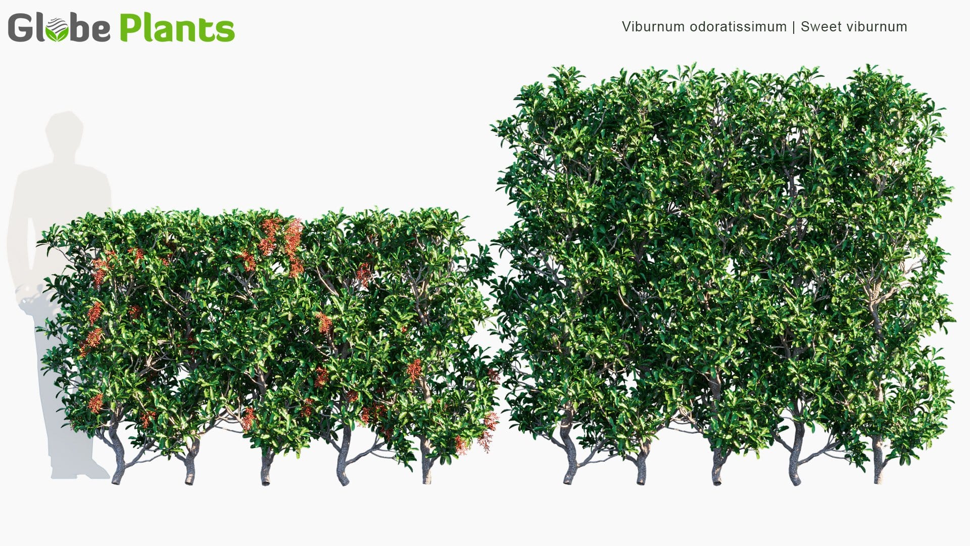 Viburnum Odoratissimum - Sweet Viburnum | Hedge (3D Model)