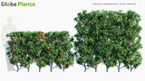 Load image into Gallery viewer, Viburnum Odoratissimum - Sweet Viburnum | Hedge (3D Model)