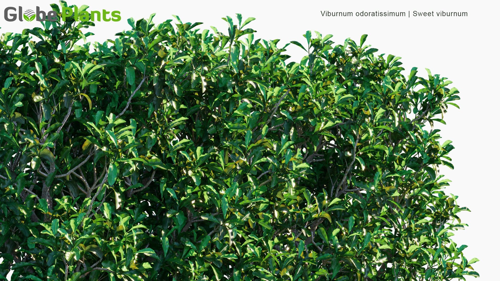 Viburnum Odoratissimum - Sweet Viburnum | Hedge (3D Model)