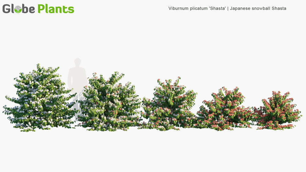 High Poly | 3D Viburnum Plicatum 'Shasta' (Japanese Snowball Shasta)