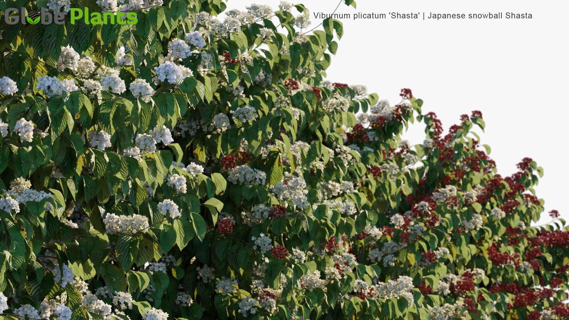 Viburnum Plicatum 'Shasta' - Japanese Snowball Shasta, Doublefile Viburnum