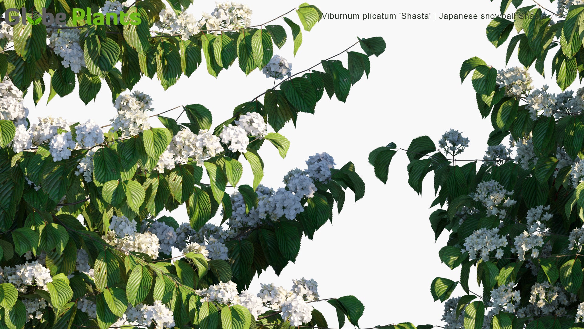 Viburnum Plicatum 'Shasta' - Japanese Snowball Shasta, Doublefile Viburnum
