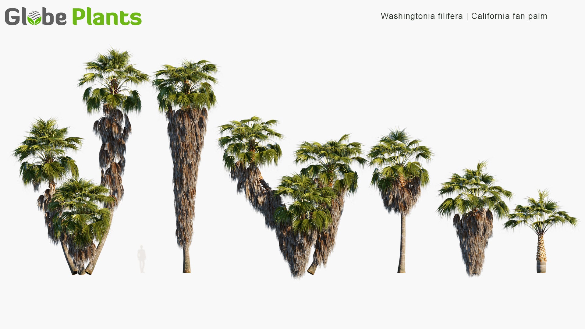 Washingtonia Filifera 3D Model