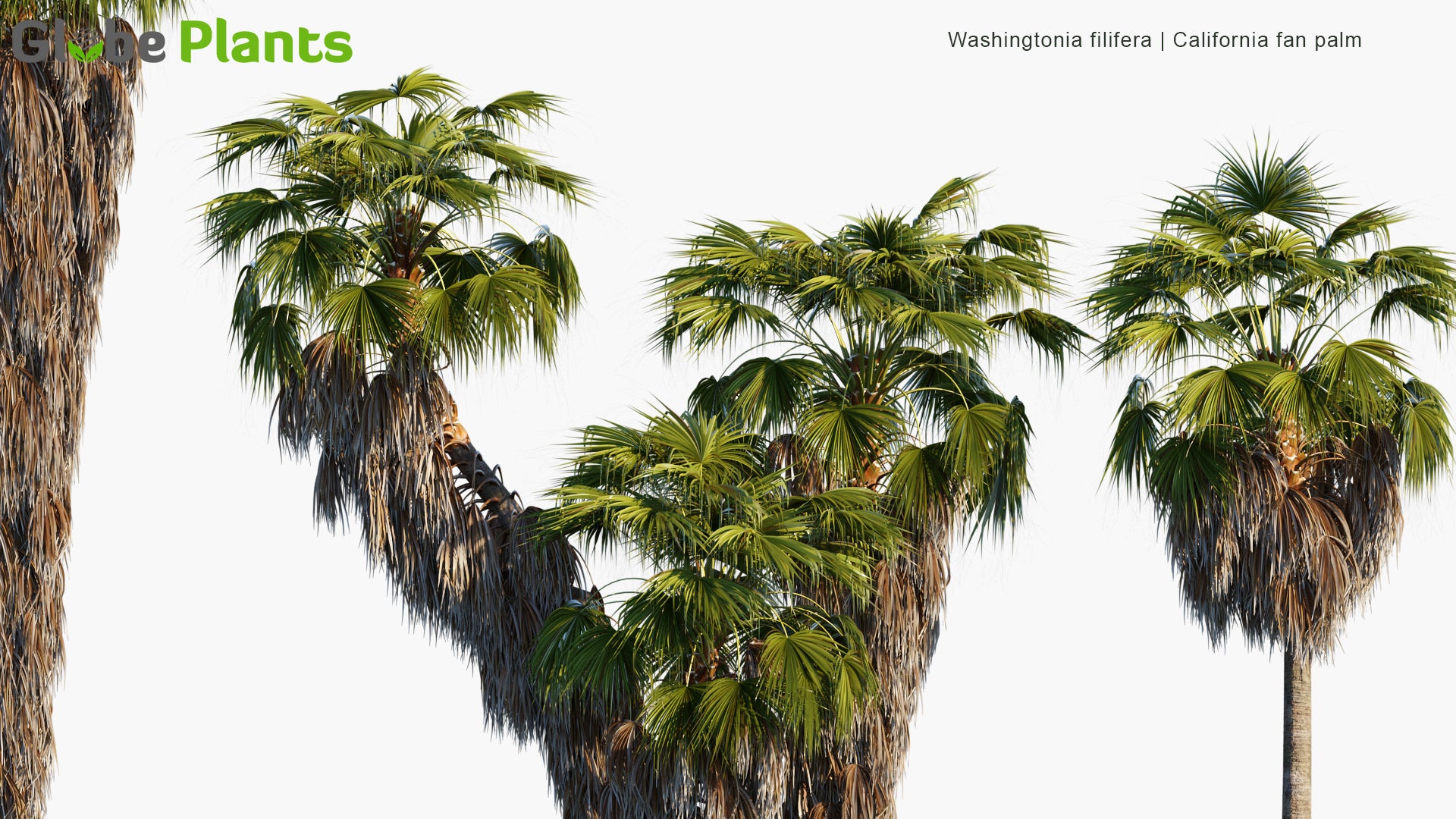 Washingtonia Filifera - Desert Fan Palm, California Fan Palm, California Palm