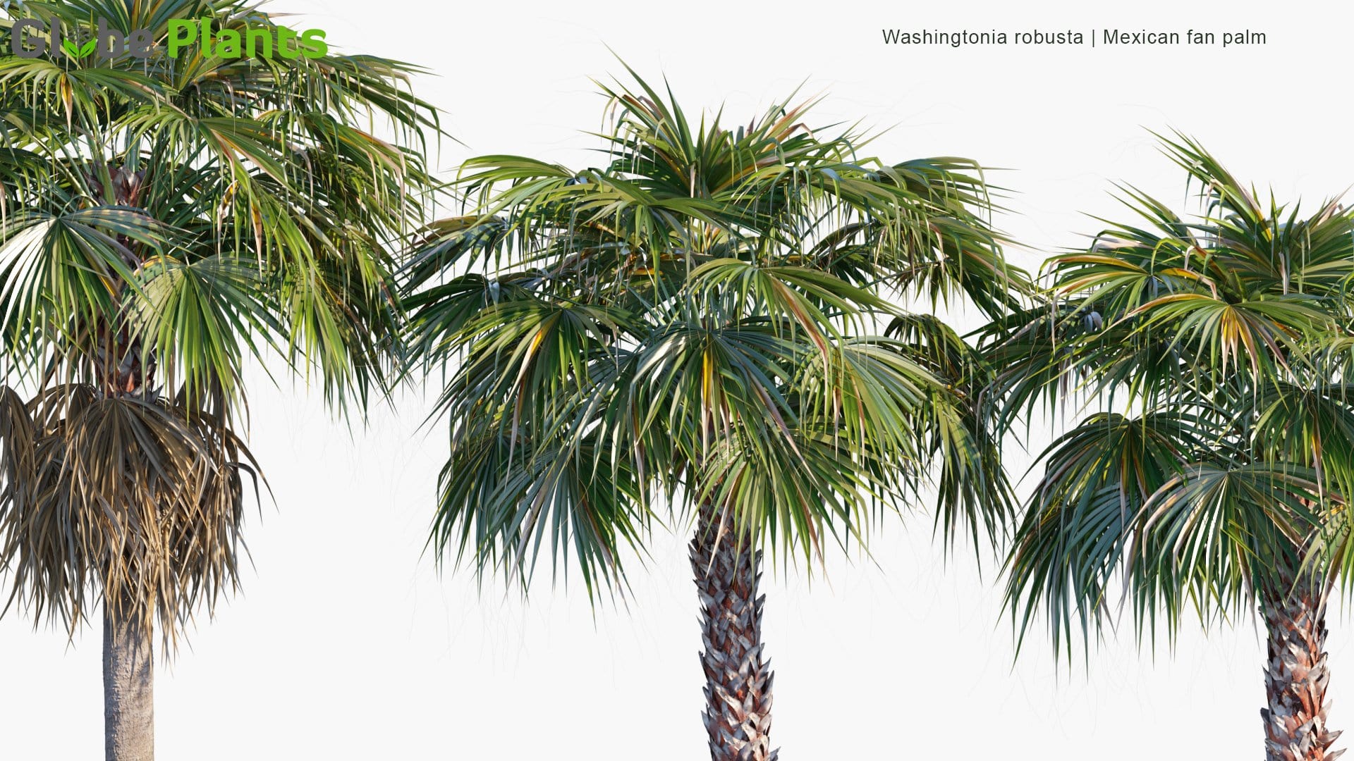 Washingtonia Robusta - Mexican Fan Palm (3D Model)
