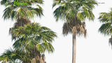 Load image into Gallery viewer, Washingtonia Robusta - Mexican Fan Palm (3D Model)