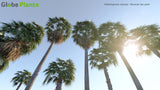 Load image into Gallery viewer, Washingtonia Robusta - Mexican Fan Palm (3D Model)
