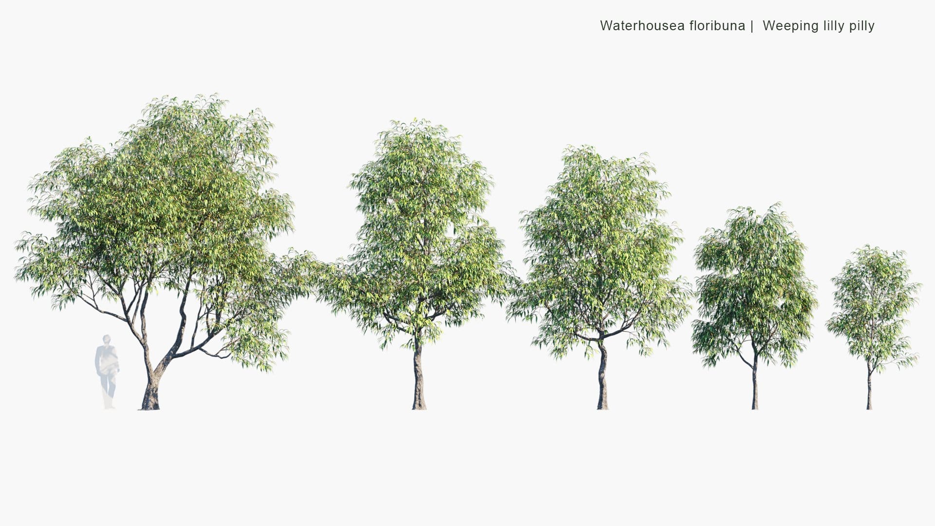 Waterhousea Floribunda - Weeping Lilly Pilly (3D Model)