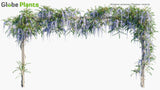 Load image into Gallery viewer, Wisteria Sinensis - Chinese Wisteria (3D Model)