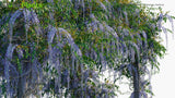 Load image into Gallery viewer, Wisteria Sinensis - Chinese Wisteria (3D Model)