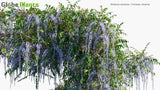 Load image into Gallery viewer, Wisteria Sinensis - Chinese Wisteria (3D Model)