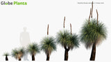 Load image into Gallery viewer, Xanthorrhoea Arborea - Grass Tree (3D Model)