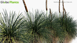 Load image into Gallery viewer, Xanthorrhoea Arborea - Grass Tree (3D Model)