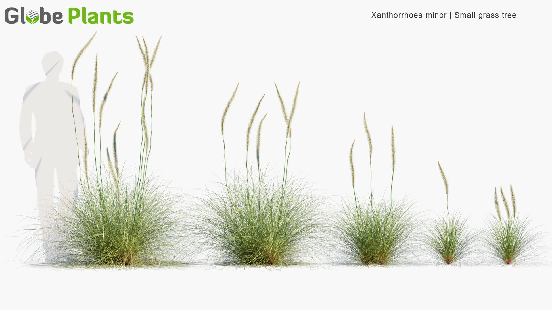 Xanthorrhoea Minor - Small Grass Tree (3D Model)