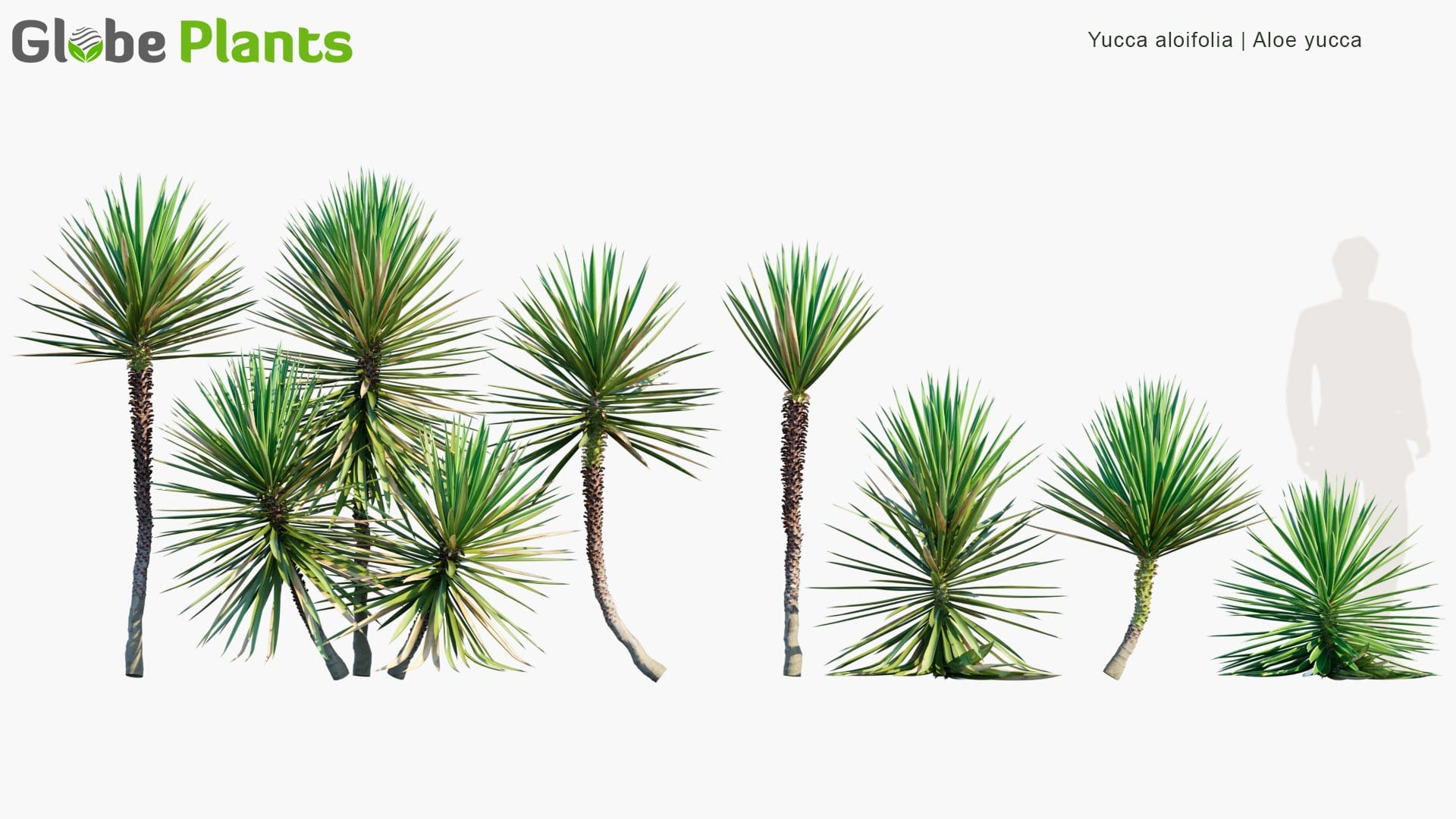 Yucca Aloifolia 3D Model