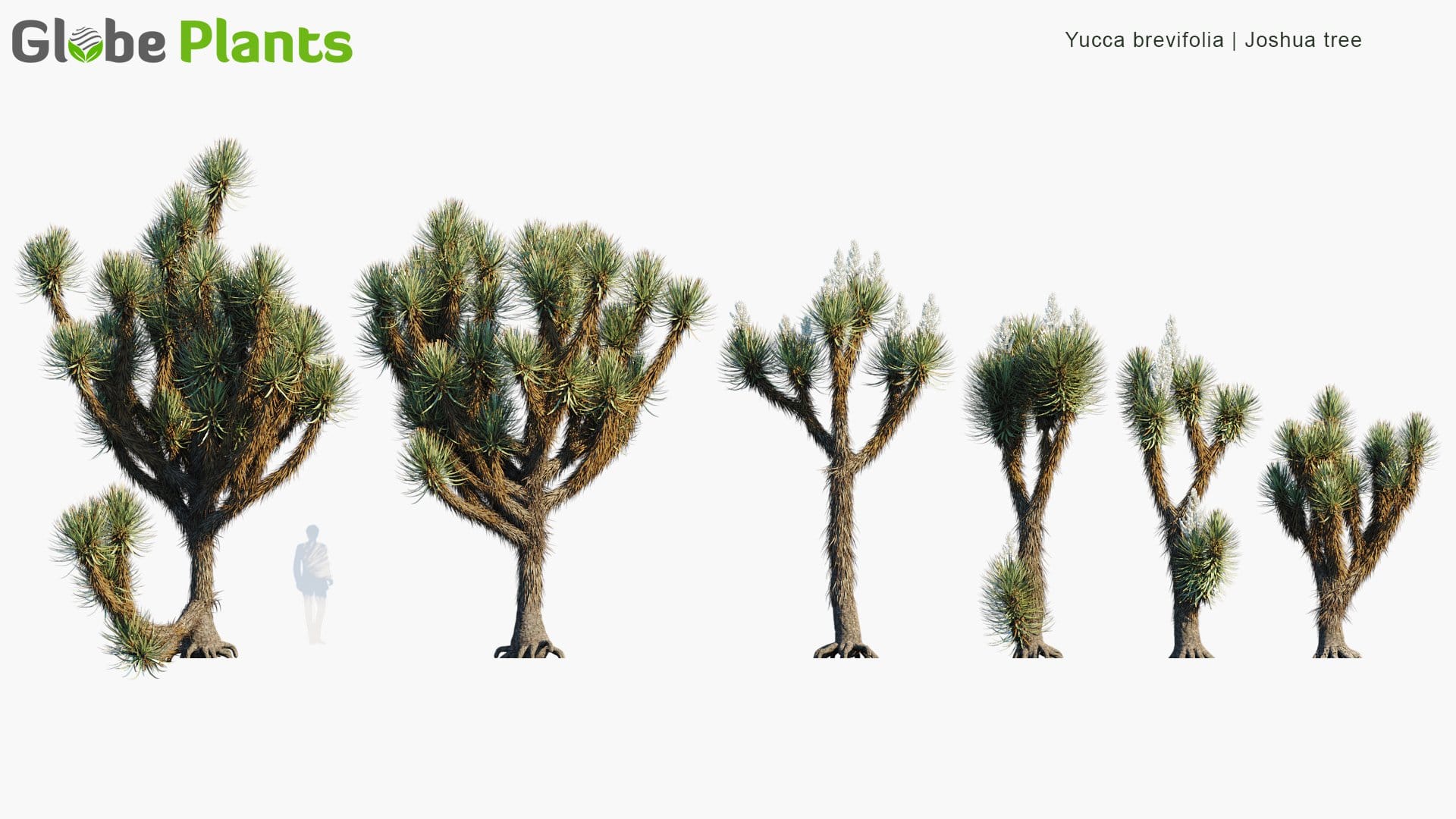 Yucca Brevifolia - Joshua Tree (3D Model)
