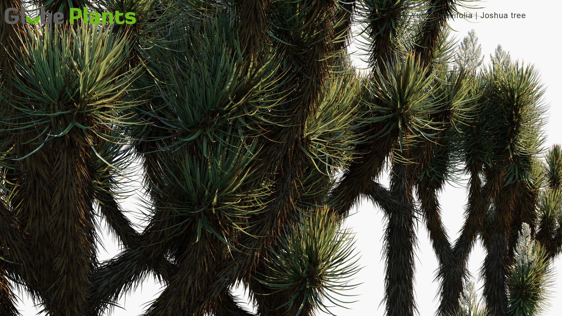 High Poly | Yucca Brevifolia (Joshua Tree) 3D Model - GlobePlants