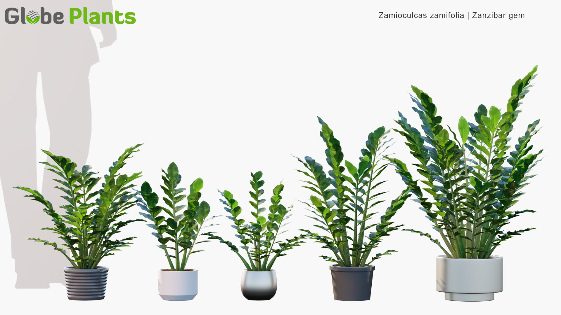 Zamioculcas Zamiifolia - Zanzibar Gem, ZZ Plant, Zuzu Plant, Aroid Palm, Eternity Plant, Emerald Palm