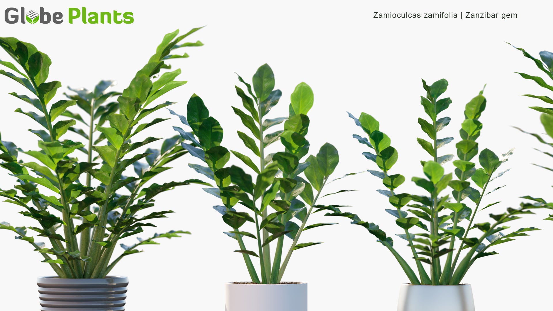 Zamioculcas Zamiifolia - Zanzibar Gem, ZZ Plant, Zuzu Plant, Aroid Palm, Eternity Plant, Emerald Palm
