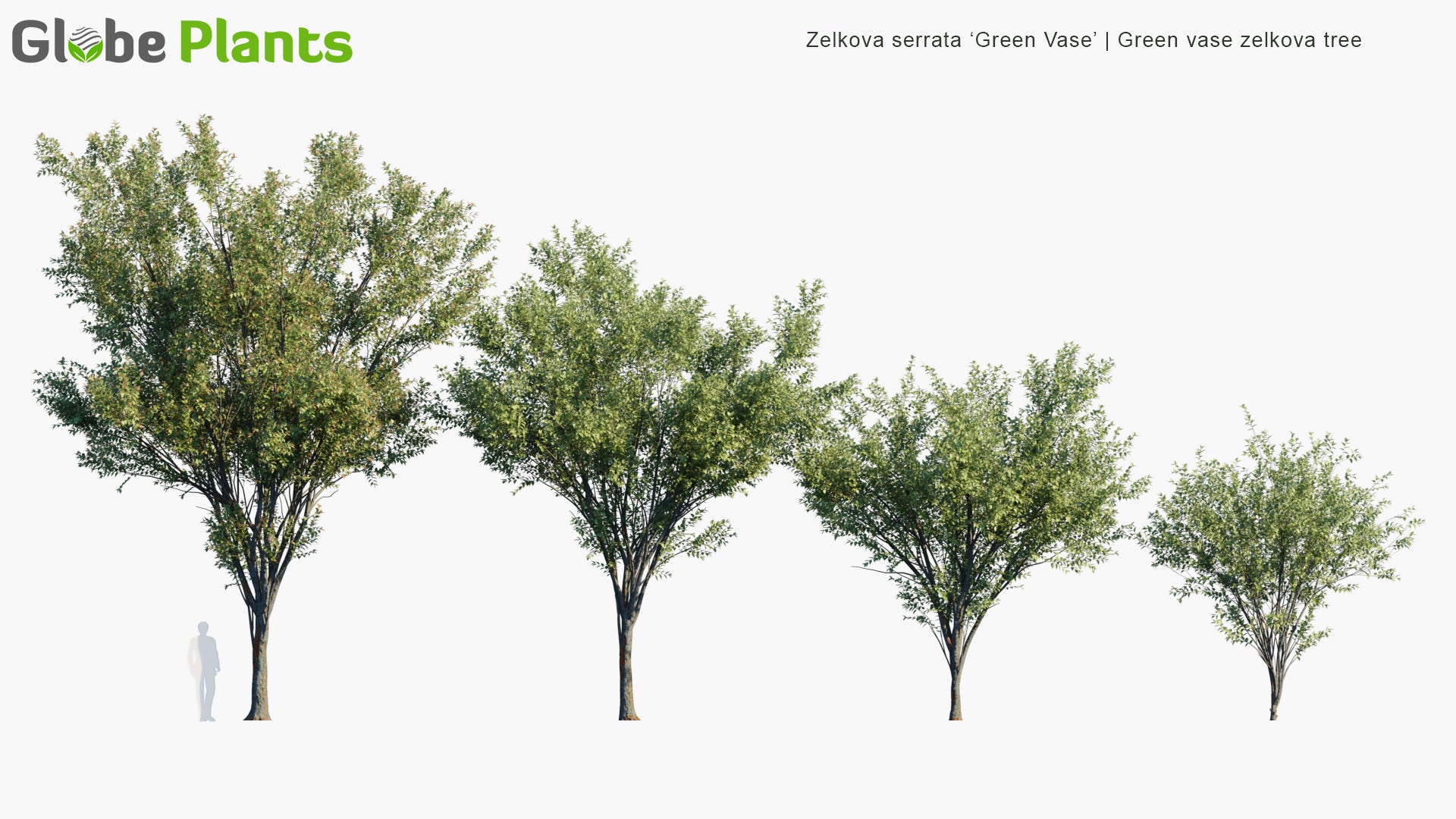 Zelkova Serrata 'Green Vase' 3D Model