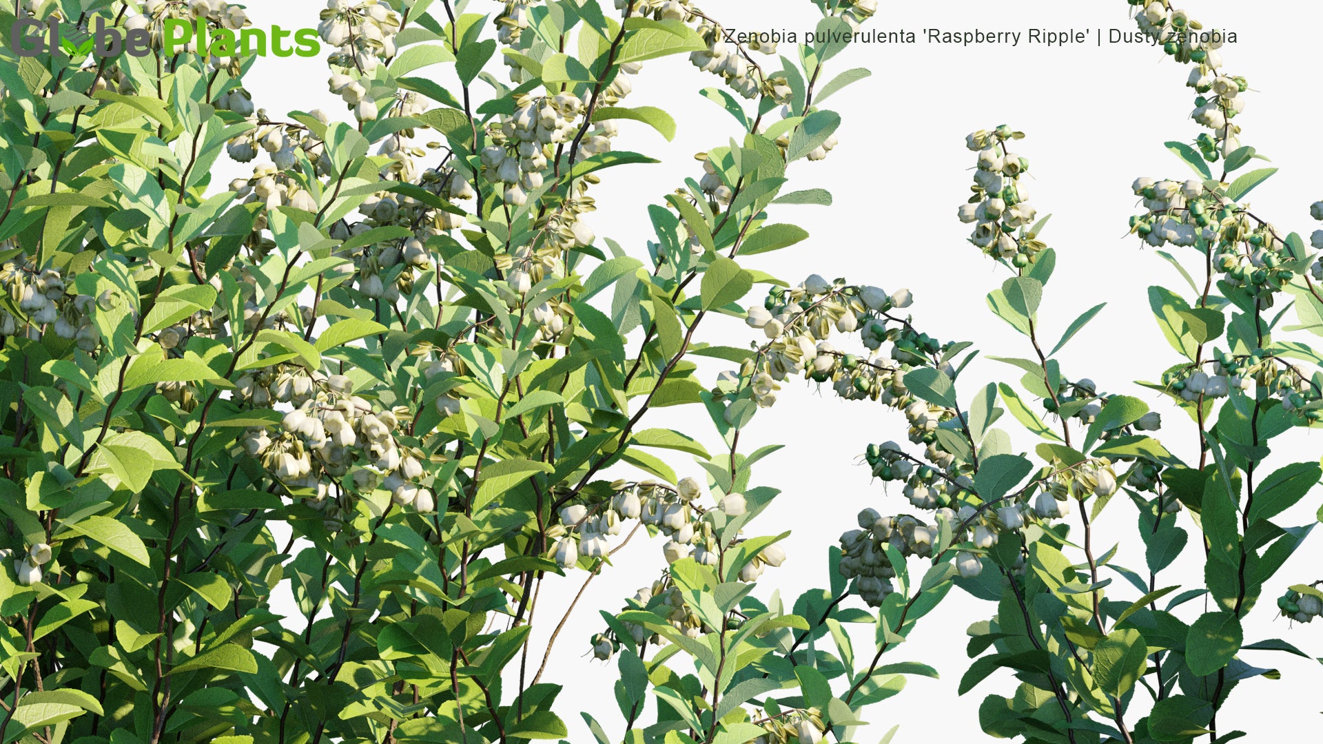 Zenobia Pulverulenta 'Raspberry Ripple' - Dusty Zenobia, Honeycup