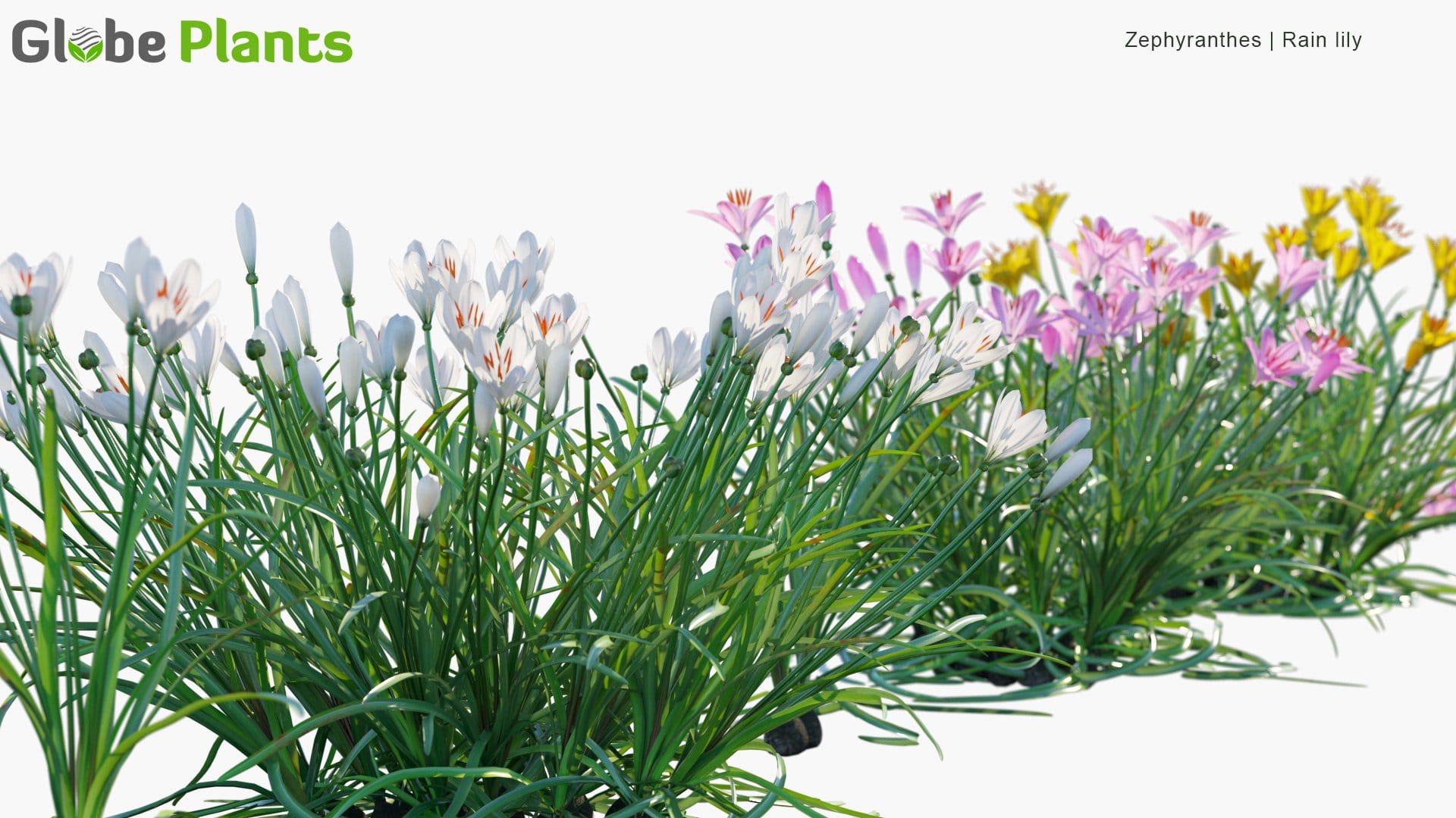 Zephyranthes - Rain Lily (3D Model)