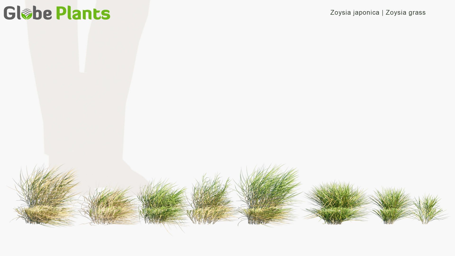 Zoysia Japonica - Zoysia Grass (3D Model)