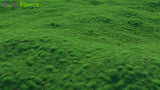 Load image into Gallery viewer, Zoysia Tenuifolia - Mascarene Grass (3D Model)