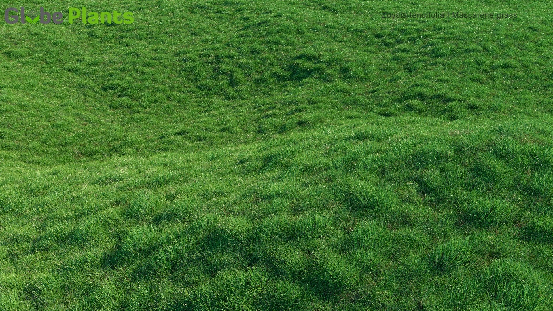 Zoysia Tenuifolia - Mascarene Grass (3D Model)