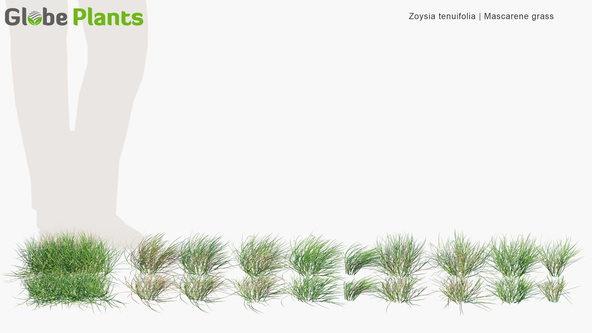 Zoysia Tenuifolia - Mascarene Grass (3D Model)