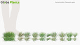 Load image into Gallery viewer, Zoysia Tenuifolia - Mascarene Grass (3D Model)