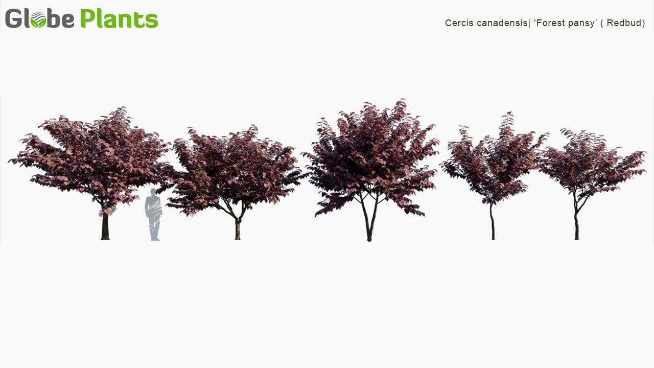 Cercis Canadensis 3D Model