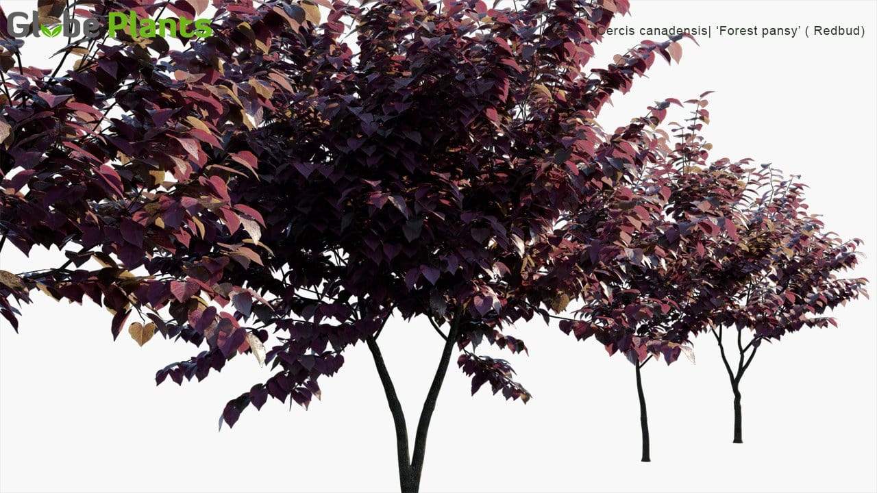 Cercis Canadensis 3D Model