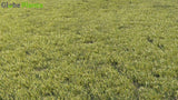 Load image into Gallery viewer, Common Grass - 01 Grass Globe Plants 