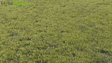 Load image into Gallery viewer, Common Grass - 01 Grass Globe Plants 