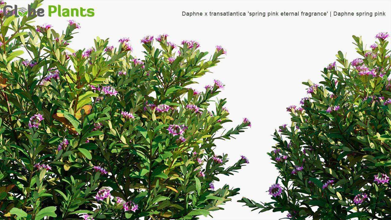Daphne x Transatlantica 'Spring Pink Eternal Fragrance' Shrub Globe Plants 