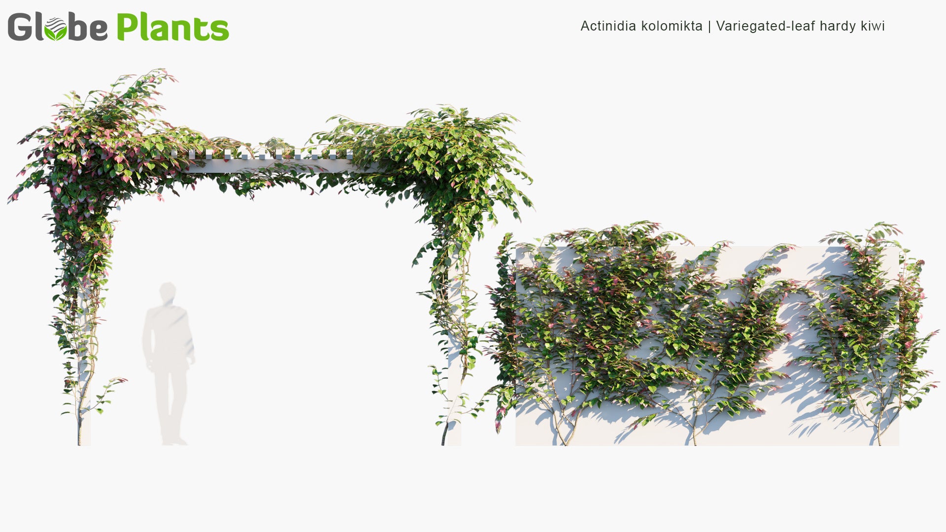 Actinidia Kolomikta - Variegated-Leaf Hardy Kiwi (3D Model)