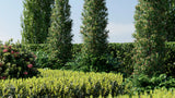 Load image into Gallery viewer, Bundle 07 - Ornamental Plants &amp; Hedges (3D Model)