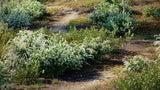 Load image into Gallery viewer, Bundle 19 - Temperate Plants (3D Model)