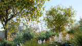 Load image into Gallery viewer, Bundle 21 - New Zealand Plants (3D Model)