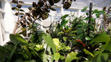 Load image into Gallery viewer, Low Poly Bundle 30 - Interior Pot Plants (3D Model)