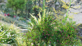 Load image into Gallery viewer, Low Poly Bundle 33 - New Zealand Home &amp; Garden Plants (3D Model)