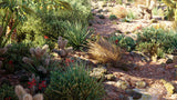 Load image into Gallery viewer, Low Poly Bundle 34 - Mexican Plants (3D Model)