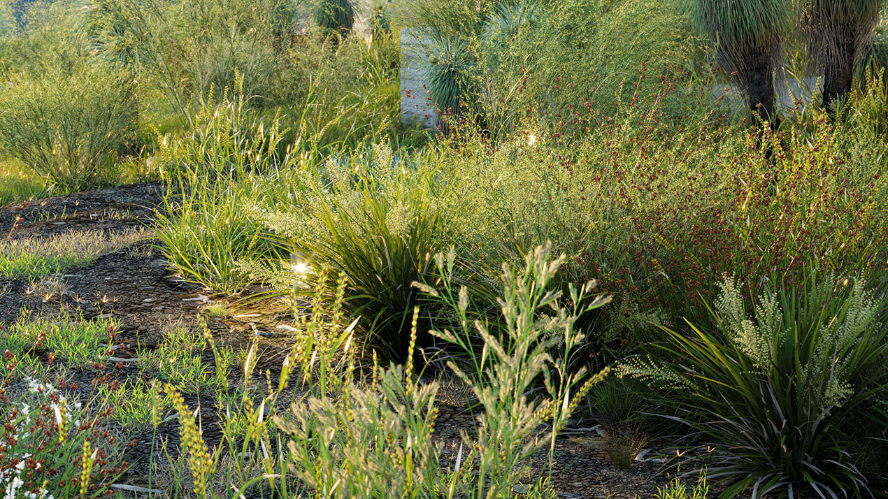 Low Poly Bundle 40 - Oceania Native Grasses (3D Model)