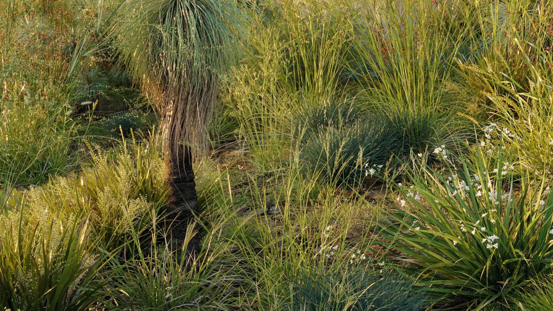 Bundle 40 - Oceania Native Grasses (3D Model)