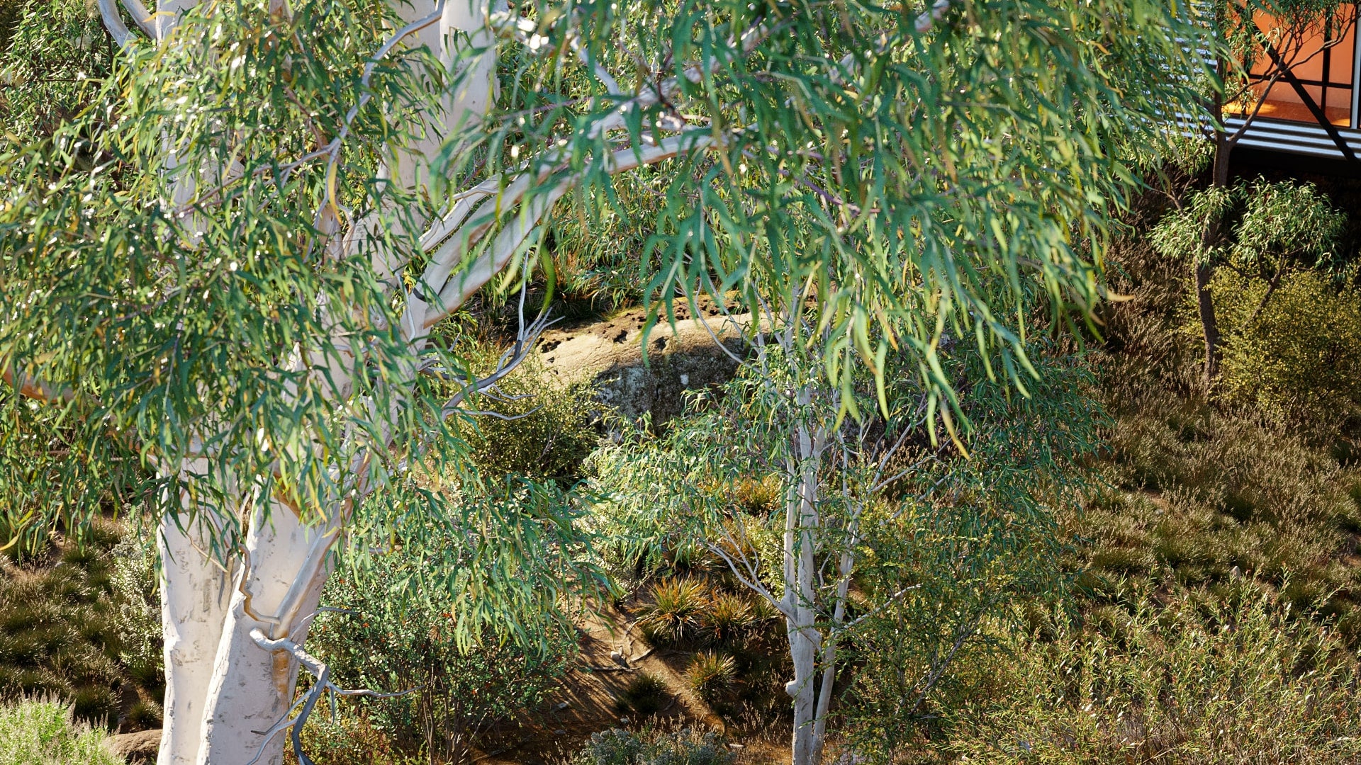 Bundle 41 - Australian Wild Plants (3D Model)