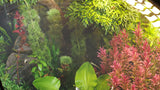 Load image into Gallery viewer, Bundle 48 - Aquatic Plants (3D Model)